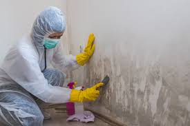  , USA Mold Removal Services Pros